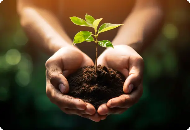 Hands cradling a small green plant sprouting from soil, symbolizing reducing environmental footprint and promoting sustainable growth.